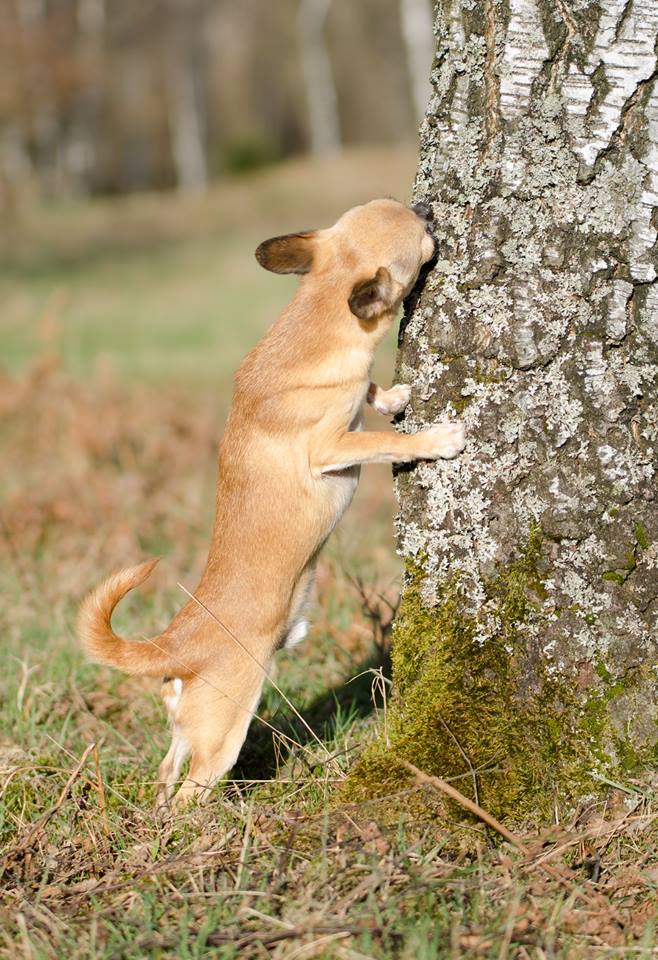 Nation of Dogs Dogs in Action / Hunde in Aktion